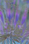 USA, Washington State, Seabeck. Composite outline of flowers and leaves. Art Print